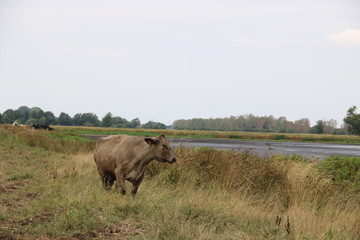 Kuh an ausgetrockneter Wasserstelle im Naturpark Steinhuder Meer nach Dürre 2017