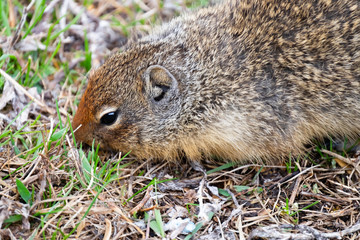 Naklejka na ściany i meble Close-up of columbian Ground Squirrels head
