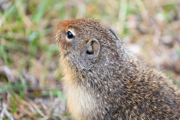 Naklejka na ściany i meble Close-up of columbian Ground Squirrels head from behind