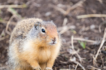 Close-up of columbian Ground Squirrels front