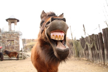 Smiling shetland pony