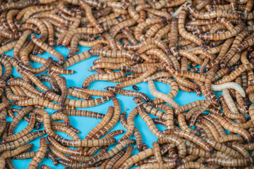 Mealworm larvae for feeding animals.(ex.birds ,fish,repptiles)