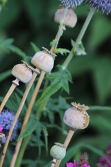 Poppy seed heads