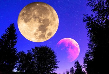Fototapeta na wymiar Moon collage of night plants contours and dark sky