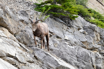 Bighorn sheep male standing on rocky hill facing left