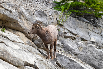 Bighorn sheep male standing on rocky hill turning left