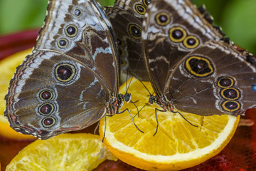 kelebek vadisinden seçmeler