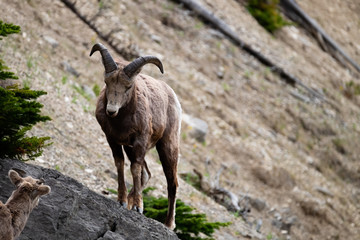 Bighorn sheep male standing on rock facing a female