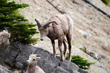Bighorn sheep male standing on rock bending down to female
