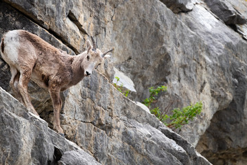 Bighorn sheep female climbing