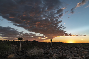 Clouds at sunset over quiver forest