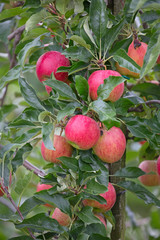 Apple garden