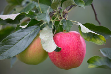 Apple garden