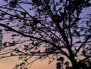 silhouette of a tree