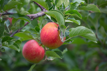 Apple garden