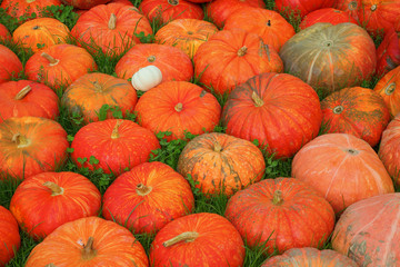 Colorful pumpkins
