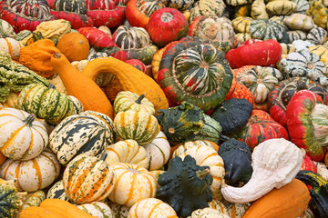 Colorful pumpkins