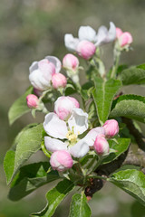 Apple garden