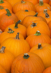 Colorful pumpkins