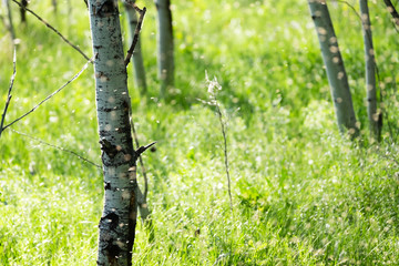 Detail of swarm of mosquitos over green grass between birch trees