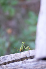 Mantide Religiosa