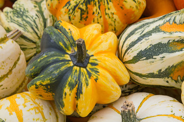 Colorful pumpkins