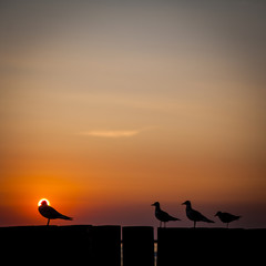 silhouette of birds on beach at sunset
