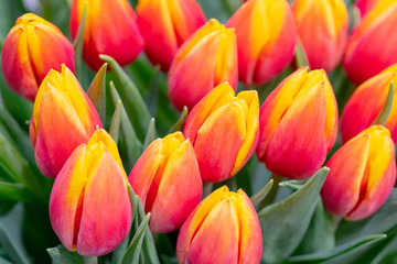 Fototapeta premium Piękne, świeże pąki pomarańczowych tulipanów.