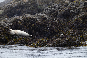 Two yawning seals on a rock on the Canadian shore