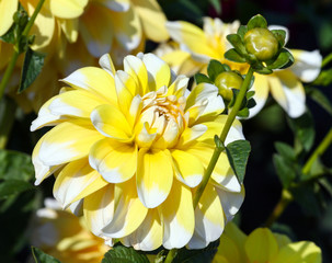 variety  of chrysanthemum bahama lemon dahlia , one flower in close-up, one big yellow with white petals on the tips, illuminated by sunlight, in the background a part of the flowers of the same plant
