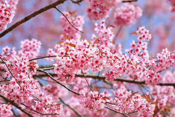 Wild Himalayan Cherry Blossoms in spring season (Prunus cerasoides), Sakura in Thailand, selective focus, Phu Lom Lo, Loei, Thailand.