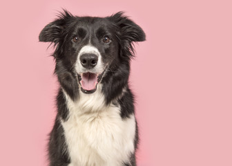 Border Collie dog portrait looking at the camera on a pink background
