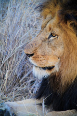Soutg Africa lion on savannah inside a private game reserve