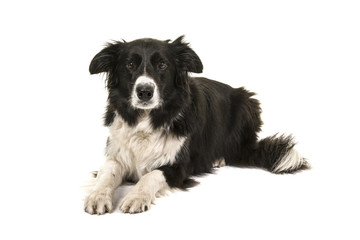 Border collie dog lying down looking at the camera isolated on a white background