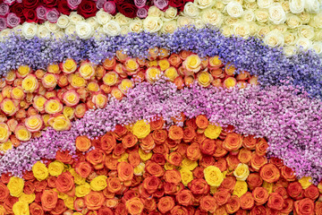 Fototapeta na wymiar Pattern of red, orange, and yellow roses.