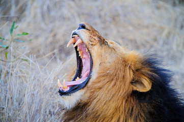 South Africa lion screaming on the savannah while lying