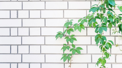 Green leaves on a white brick wall