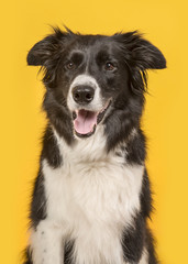 Obraz na płótnie Canvas Border Collie dog portrait on a yellow background in a vertical image