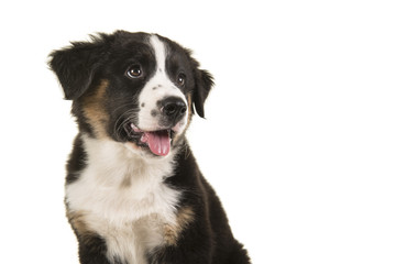 Cute black australian shepherd puppy portrait looking away isolated on a white background