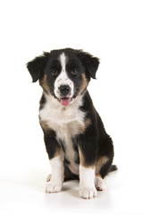 Cute black australian shepherd puppy looking at the camera isolated on a white background