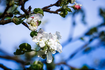 Spring flowers series, Beautiful Cherry blossom , white sakura flower in Shanghai.