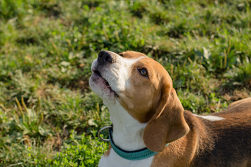 cute beagle dog posing in the park, sunny summer day