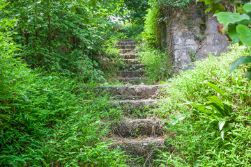 steps overgrown with plants