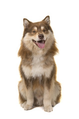 Finnish lapphund sitting looking at the camera isolated on a white background