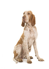 Bracco italiano sitting looking over its shoulder isolated on a white background