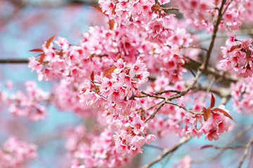 Wild Himalayan Cherry Blossoms in spring season (Prunus cerasoides), Sakura in Thailand, selective focus, Phu Lom Lo, Loei, Thailand.