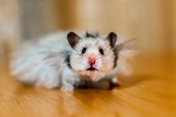 hamster with long hair