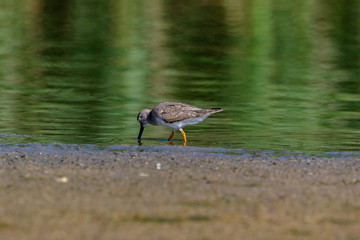 Terek Sandpiper (Xenus cinereus).