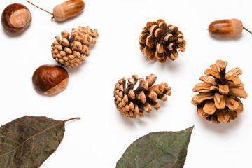 pine cones, chestnuts, acorns and dried leaves on a white background