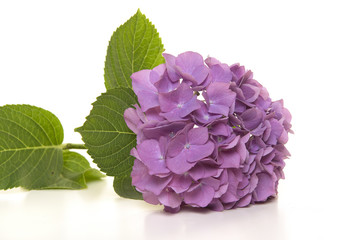 Soft purple hortensia flower lying on a white background